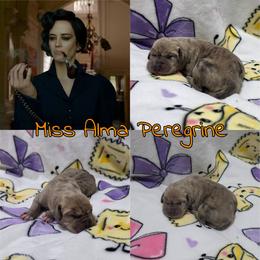 Miss Peregrine - Merle female Great Dane puppy in Pollock, Louisiana from Danes Done Right