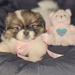 Vanilla Bean - White female Tibetan Spaniel puppy in Vancouver, Washington from Trillium Tibetan Spaniels