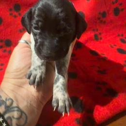 Purple - Black roan female German Shorthaired Pointer puppy in Jackson, Georgia from Rosengrace Gsps (formerly Tiner GSP’s)