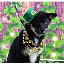Phoenix - Black and tan female Shiba Inu puppy in Clayton, Oklahoma from Kiamichi Shiba Inu