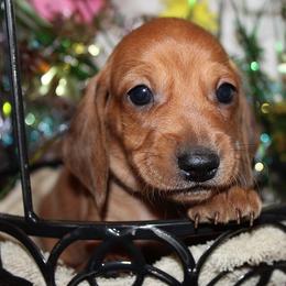 Boy 5 - Red male Dachshund puppy in Craig, Colorado from Rocky Mountain Shih Tzus and Dry Creek Miniature Dachshunds