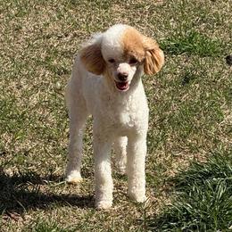Henry - Poodle