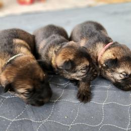2nd Pick Position- Female - Sable female German Shepherd puppy in Harwood, Maryland from Reddington Shepherds