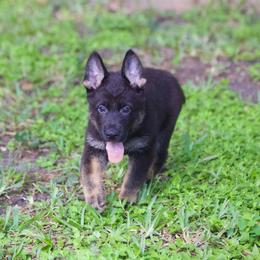 Bolek - Black and tan male German Shepherd puppy in Leesburg, Florida from RoyalWork K9