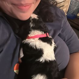 Poodle Puppies from Cano Homestead Poodles