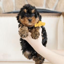 'Sage' Orange Collar Male - Phantom male Bernedoodle puppy in Kamas, Utah from A + E Farms