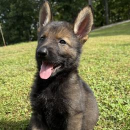 Quick - Sable male German Shepherd puppy in Buffalo, West Virginia from Z Tykev Vino LLC