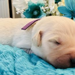 Golden Retriever Puppies from English Cream Goldens in Georgia