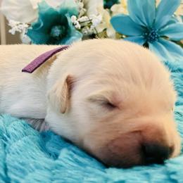 Golden Retriever Puppies from English Cream Goldens in Georgia
