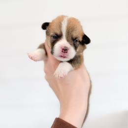 Robert - Green - Red male Pembroke Welsh Corgi puppy in Milan, Georgia from Williams’ Welsh Corgis LLC