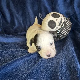 Girl 1 - Black and white female Coton de Tulear puppy in North Augusta, South Carolina from Furever Cotons