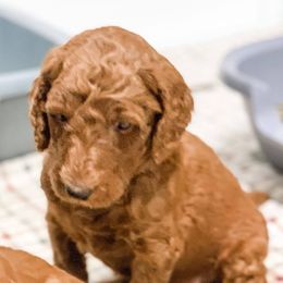 Goldendoodle Puppies from Bear Ridge Doodles
