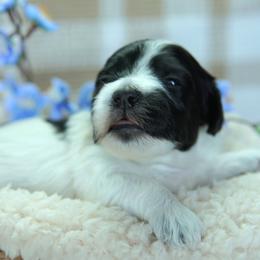 Wiley - Black and white male Coton de Tulear puppy in Forney, Texas from Buttercup Cotons of Texas