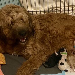 Barley - Saint Berdoodle
