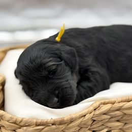 Cobbler - Pepper and salt female Giant Schnauzer puppy in Collinsville, Mississippi from Hillside Kennels