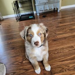 Miniature Australian Shepherd All Grown Up from Swanky Aussies