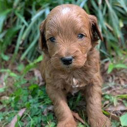 Red - Red  male Goldendoodle puppy in Midland, North Carolina from Alger Farm, LLC