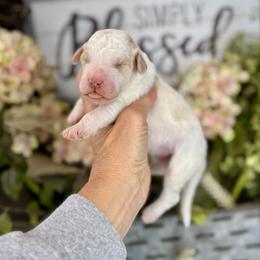 Moose Tracks - Parti male Pyredoodle puppy in Bowling Green, Ohio from FDF Pyredoodles & Bernedoodles
