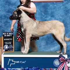 Aphrodite - Anatolian Shepherd Dog