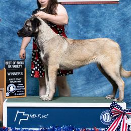 Aphrodite - Anatolian Shepherd Dog