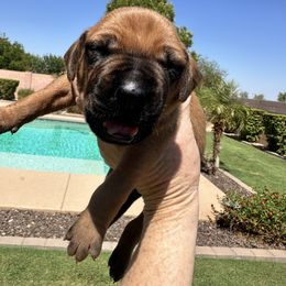 Boy 2 Orange collar - Rd whtn blk nose male Rhodesian Ridgeback puppy in Surprise, Arizona from Arizona Ridgebacker