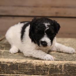 Cafe - Black female Whoodle puppy in West Bend, Iowa from Blue Skies Terriers