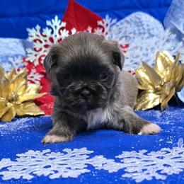Blue Gold Boy - Blue male Shih Tzu puppy in Vinita, Oklahoma from Locust Creek Shih Tzu & Havanese