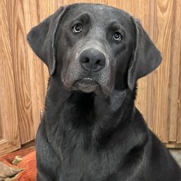 Dela - Dilute Retriever