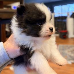 Skittles - Tri-colored male Pomeranian puppy in Grass Lake, Michigan from Chantilly Lace Poms