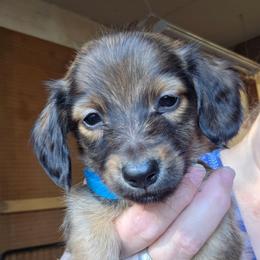 Lizbeth's longhair shaded red  boy - Red male Dachshund puppy in Caldwell, Idaho from Dozendachs
