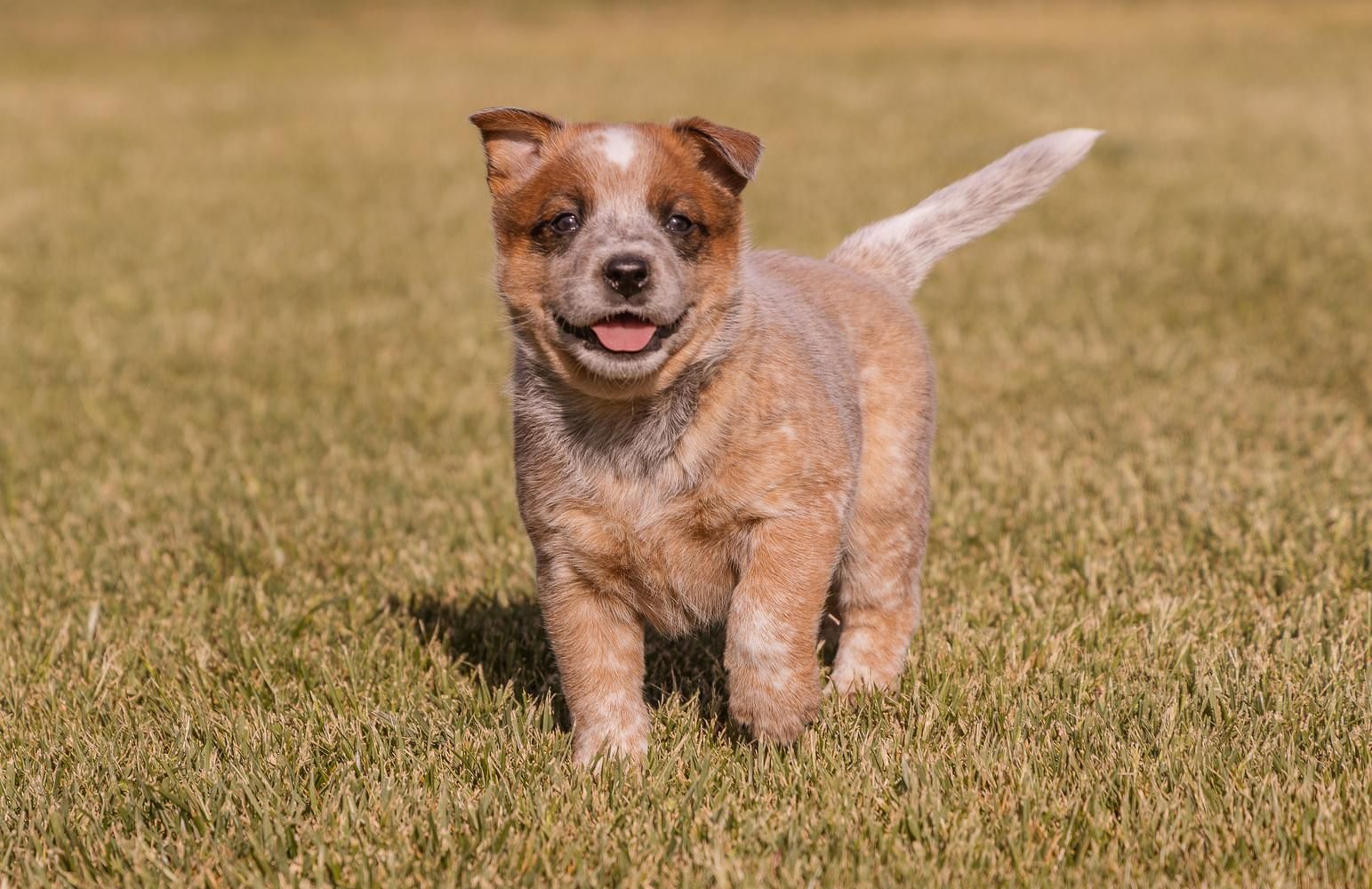 Australian Cattle Dog puppy