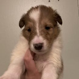 Annie - Collie puppy from Medicine Wheel Farms and Kennels