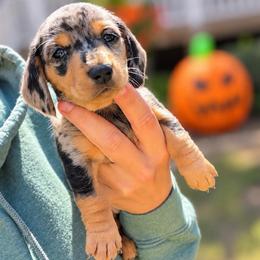 Sally AKC 5,500 - Dapple female Dachshund puppy in Indian Trail, North Carolina from Hilda’s Teenie Weenies