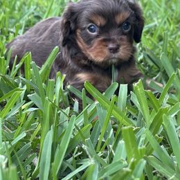 Chocolate Girl - Chocolate female Cavalier King Charles Spaniel puppy in Mount Dora, Fl, Florida from Breezy Palms Puppies