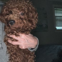 Poodle and Yorkshire Terrier Puppies from Keystone Poodles