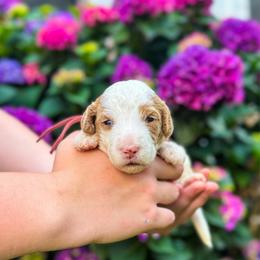 Baby's Breath (Baby) - Parti female Labradoodle puppy in Elizabeth City, North Carolina from Howdy Doodles