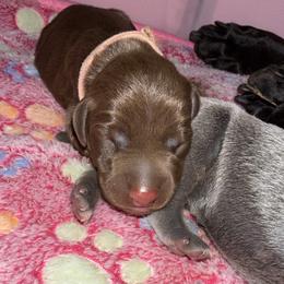 Doberman Pinscher Puppies from Haus of Hound