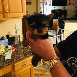 Yorkshire Terrier Puppies from Chikito's Yorkies