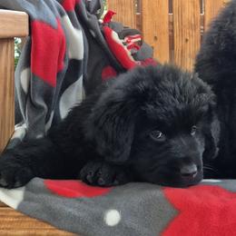 Newfoundland Puppies from Lucky Stone Farm Newfoundlands