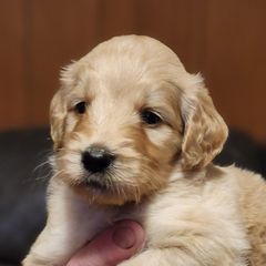 Moe (Chase) - Double Doodle puppy in Norfolk, Massachusetts from Cat's Golden Labradoodles