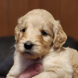 Moe (Chase) - Double Doodle puppy in Norfolk, Massachusetts from Cat's Golden Labradoodles