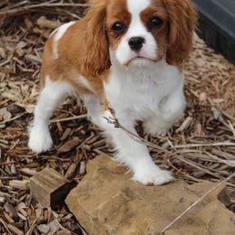 Cavalier King Charles Spaniel Puppies from Blueberry Hill Cavaliers