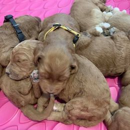 Goldendoodle Puppies from Drippin’ with Doodles