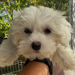 Boy - White male Maltipoo puppy in Buffalo, New York from Debra Stacey's Maltipoo Puppies