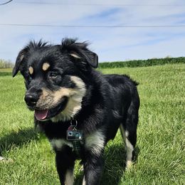 Crush - Miniature Australian Shepherd