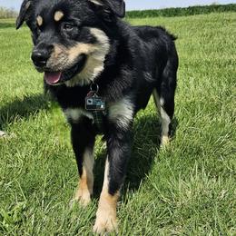 Crush - Miniature Australian Shepherd