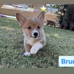 Bruno - Red Pembroke Welsh Corgi puppy in California from Belo Star Corgis