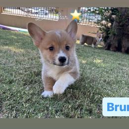 Bruno - Red Pembroke Welsh Corgi puppy in California from Belo Star Corgis