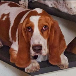 Duckie - Basset Hound