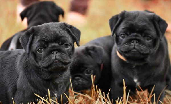 A group of black Pug puppies playing outside